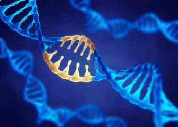 Bioengineering Education