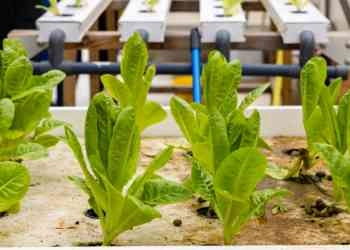 Sustainable Design Education