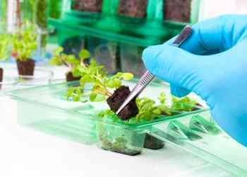 Biomedical Imaging Education